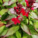 Aquipond Plantes aquatiques Lobelia Cardinalis 'Queen Victoria' - Cardinale 'Queen Victoria' - Plante de berges