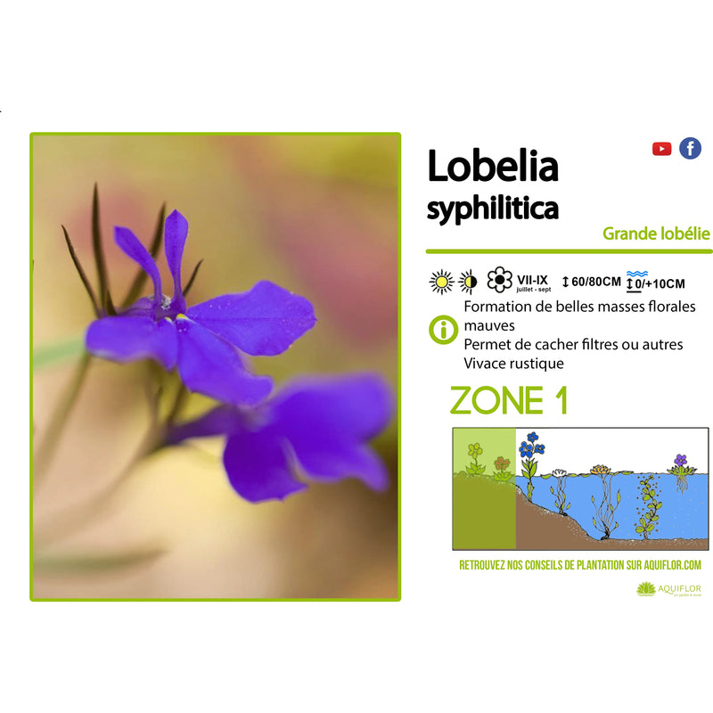 Aquipond Plantes aquatiques Lobelia Syphilitica - Grande lobélie - Plante de berges