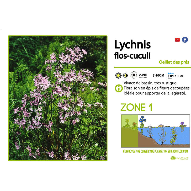 Aquipond Plantes aquatiques Lychnis Flos-Cuculi - Fleur de coucou/Œillet des prés - Plante de berges