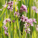 Aquipond Plantes aquatiques Lychnis Flos-Cuculi - Fleur de coucou/Œillet des prés - Plante de berges