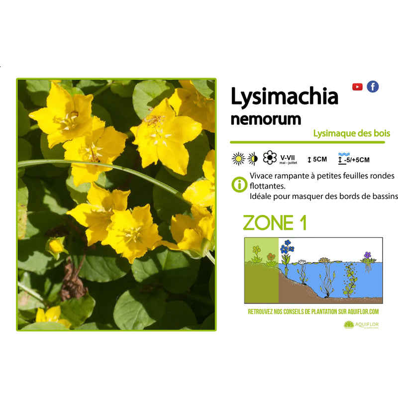 Aquipond Plantes aquatiques Lysimachia Nemorum - Lysimaque des bois - Plante de berges