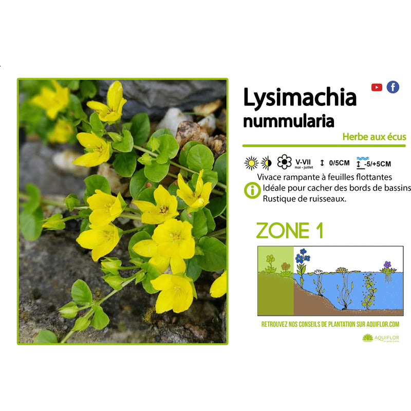 Aquipond Plantes aquatiques Lysimachia Nummularia - Herbe aux écus - Plante de berges