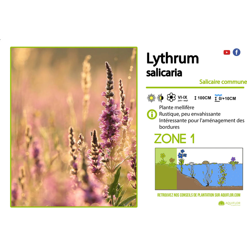 Aquipond Plantes aquatiques Lythrum Salicaria - Salicaire commune - Plante de berges