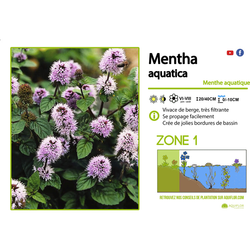 Aquipond Plantes aquatiques Mentha Aquatica - Menthe aquatique - Plante de berges