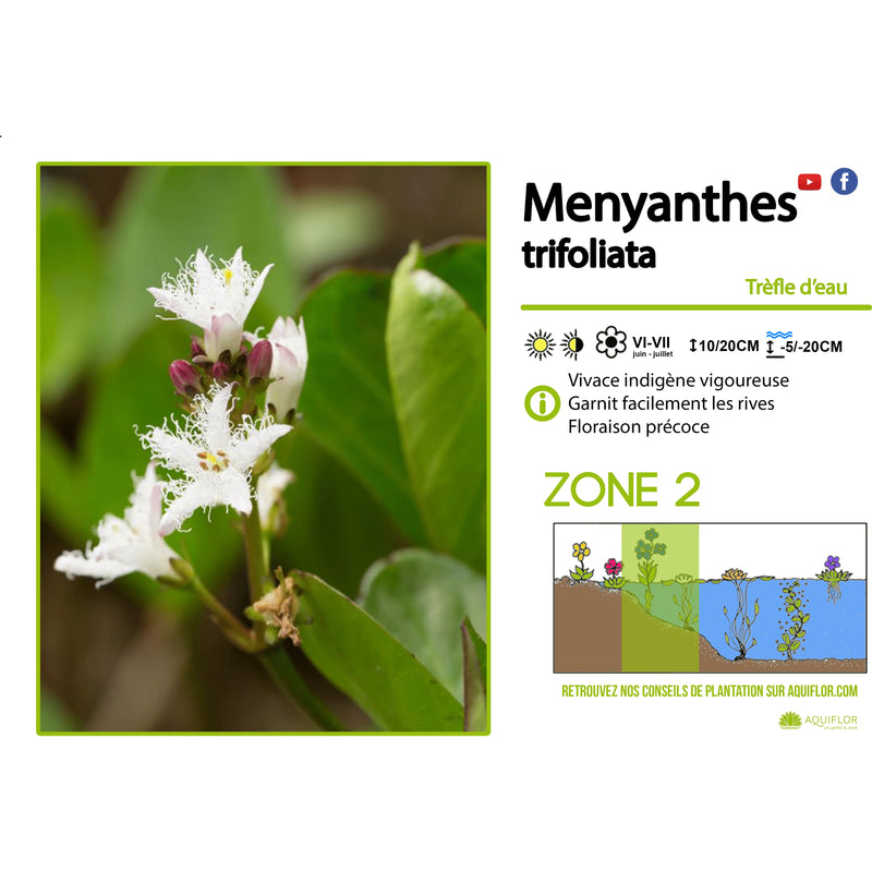 Aquipond Plantes aquatiques Meyanthes Trifoliata - Trèfle d'eau - Plante immergée