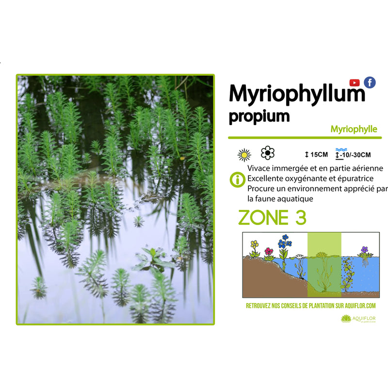 Aquipond Myriophyllum Propium - Myriophylle Propium - Plantes de berge