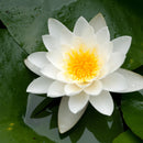 Aquipond Plantes aquatiques Nymphaea Alba - Nénuphar Blanc - Nénuphar de nos régions ! NymAlbWEB