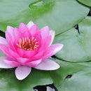 Aquipond Plantes aquatiques Nymphaea Charles de Meurvilles - Nénuphar Rouge NymChaWEB