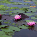 Aquipond Plantes aquatiques Nymphaea Fire Crest - Grand nénuphar Rose NymFirWEB