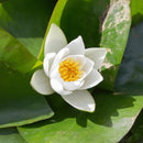 Aquipond Plantes aquatiques Nymphaea Nain Tetragona - Nénuphar Nain Blanc NymTetWEB