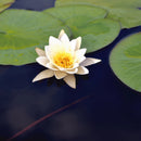 Aquipond Plantes aquatiques Nymphaea Nain Tetragona - Nénuphar Nain Blanc NymTetWEB