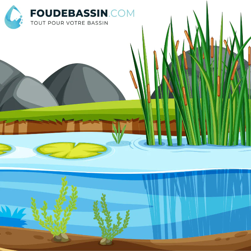 Aquipond Pack de plantes aquatiques - 13 plantes pour bassin jusque 1000 litres PackPlantes13