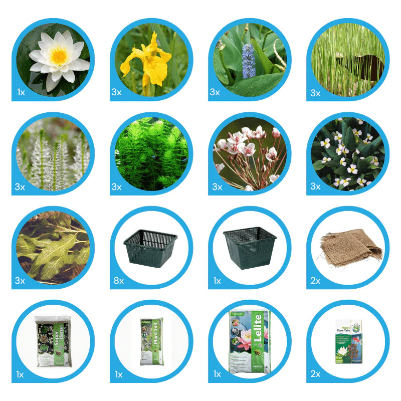 Aquipond Pack de plantes aquatiques - 25 plantes pour bassin jusque 2000 litres PackPlantes25