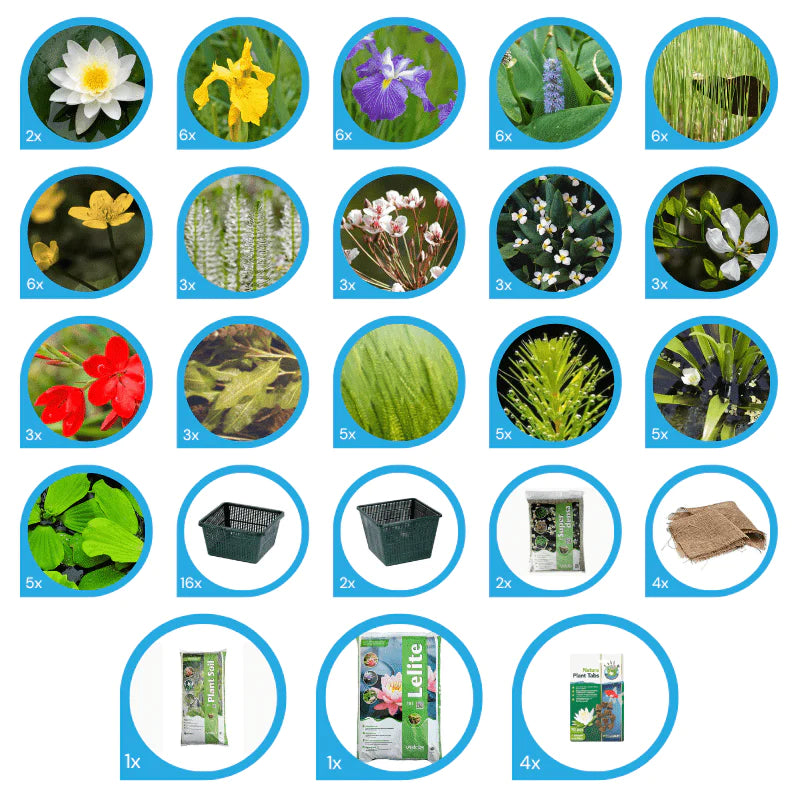 Aquipond Pack de plantes aquatiques - 70 plantes pour bassin jusque 5000 litres PackPlantes70