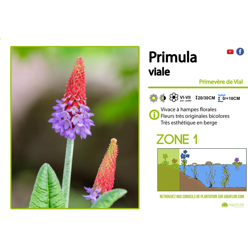 Aquipond Primula Viale - Primevère de Vial - Plante de berges