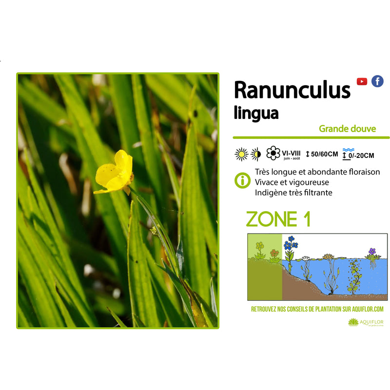 Aquipond Ranunculus Lingua - Grande douve - Plante de marais