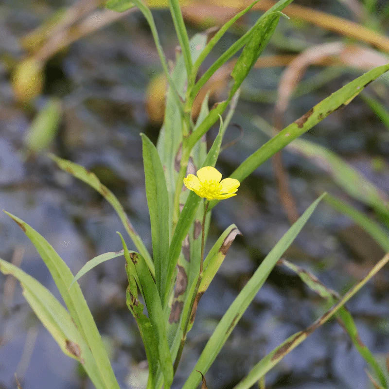 Aquipond Ranunculus Lingua - Grande douve - Plante de marais