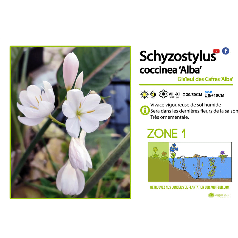 Aquipond Schisostylis Coccinea Alba - Lis des cafres - Plante de berges