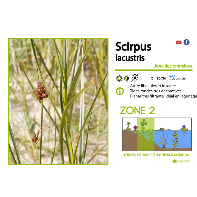 Aquipond Scirpus Lacustris - Jonc des chaisiers - Plante de berges