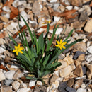 Aquipond Sisyrinchium Californicum - Bermudienne de Californie - Plante de berges