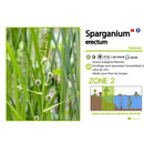 Aquipond Sparganium Erectum - Ruban d'eau - Plante de berge