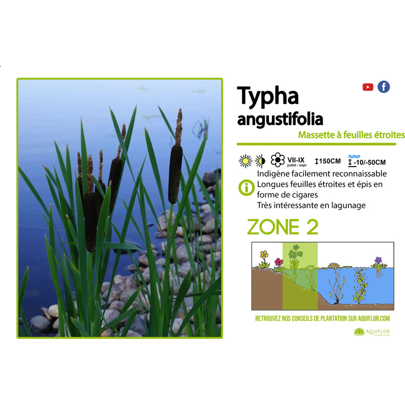 Aquipond Typha Augustifolia  - Massette à feuilles étroites - Plante de berges