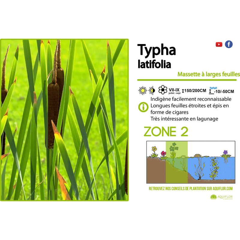 Aquipond Typha Latifolia - Massette à larges feuilles - Plante de berges