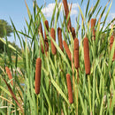 Aquipond Typha Latifolia - Massette à larges feuilles - Plante de berges