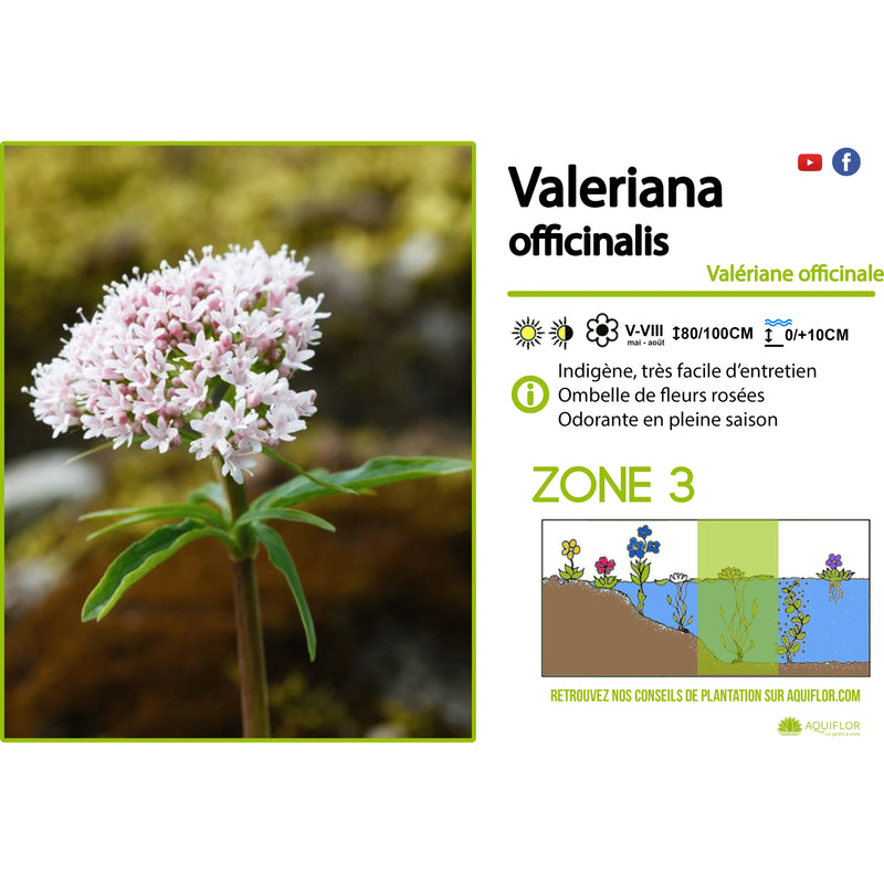 Aquipond Valeriana Officinalis - Valériane officinale - Plante de berges