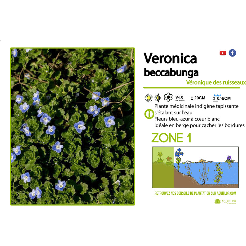 Aquipond Veronica Beccabunga - Véronique des ruisseaux  - Plante de berges