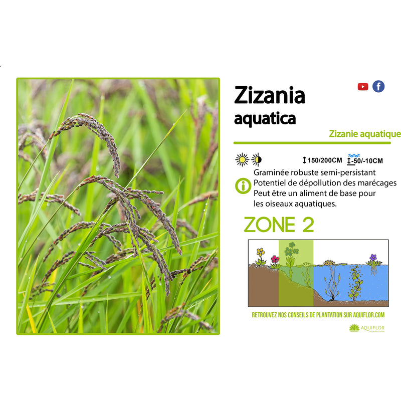 Aquipond Zizania Aquatica - Riz zauvage - Plante de berges